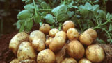 30 công dụng tuyệt vời của khoai tây đối vớ sức khỏe